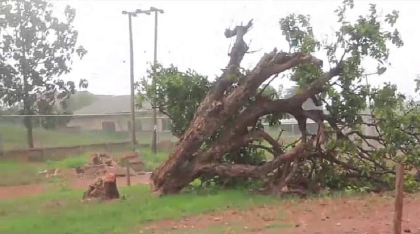 Okomfo Anokyes Historic Cola Tree Felled By Unknown Persons In Feyiase