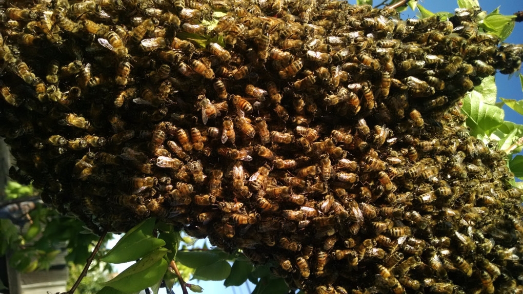 Bees attack residents of Assin Fosu;12-month-old baby, Pastor and others hospitalised