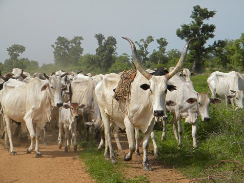 Land Use and Spatial Act could curb ‘farmer-herder’ conflicts – Seth Acheampong