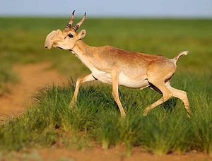 Antelope