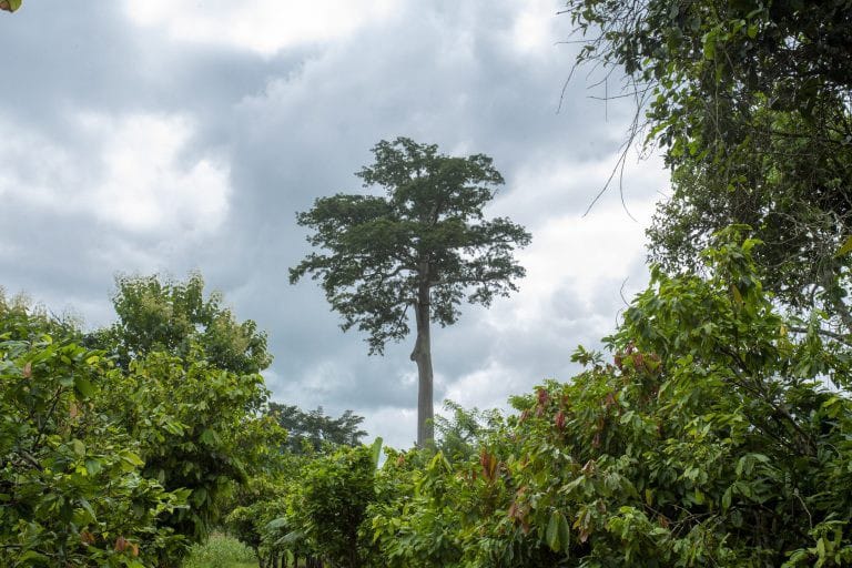 Green Ghana dream: COCOBOD planting more than 1.6 million trees in the 2020/2021 crop year