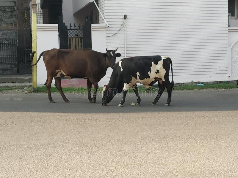 Stray animals