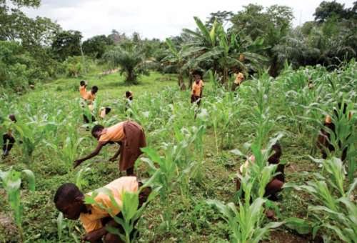GES demotes headteacher who took pupils to his farm during school hours
