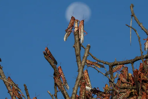 Locusts Join Larvae on EU’s List of Approved Food, House Cricket Could be Next