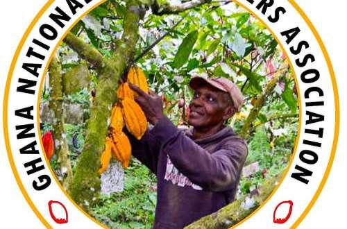 Cocoa farmer