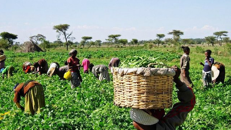Abuakwa North: Anweabeng to host this year’s municipal farmers day celebration