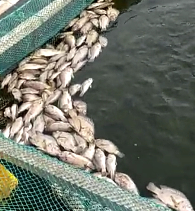 Fetish Priest, messenger arrested for stealing tilapia from pond