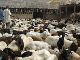 Sunyani: Livestock traders lament low patronage as Christmas approaches