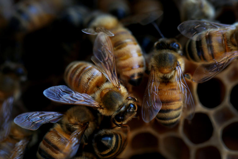 Baby dies after bees invade SDA church