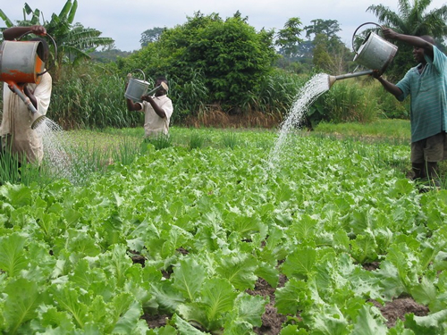 Involve us in decision-making processes or we all fail – Farmers to govt.
