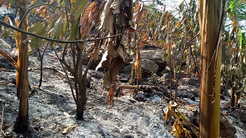 Bush fire destroys 2021 best farmer’s cocoa farm