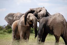 Intensify fight against wildlife crime – Kakum Park Manager