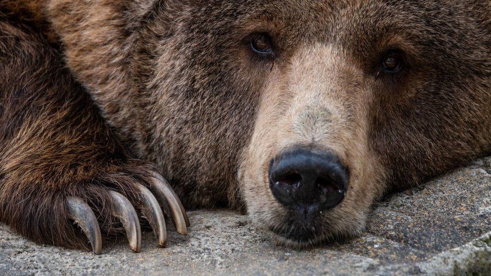 Iran arrests man after brown bear is beaten to death