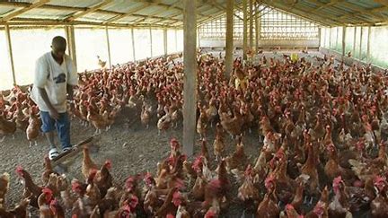 Poultry farmers are exiting the business due to high cost of feed – Poultry Farmers Assoc.