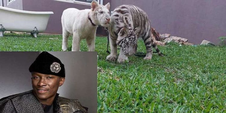 Police to relocate ‘Ridge tigers’ to appropriate facility