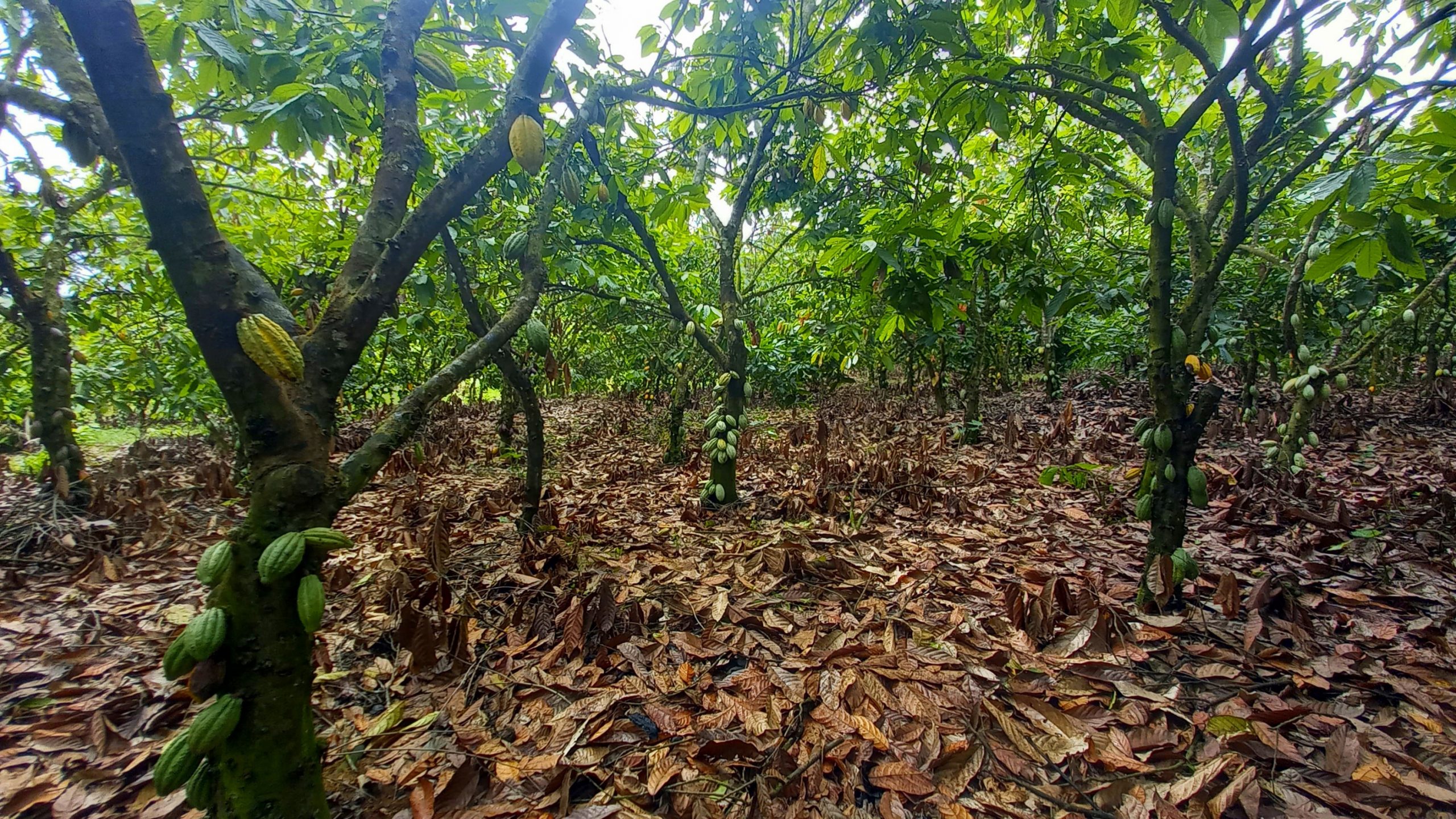 Assin Fosu: Youths urged to venture into cocoa farming