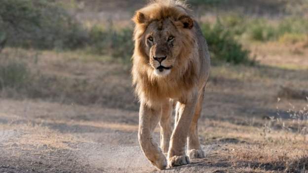 Tanzania cancels move to lift ban on wildlife sale
