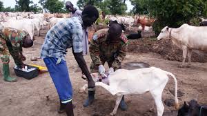 Livestock farmers cautioned against self-veterinary