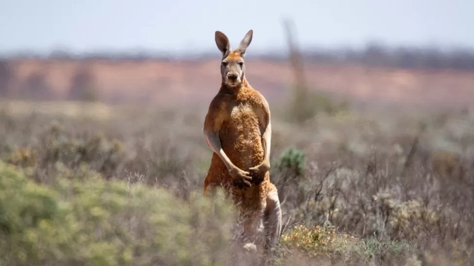 Australian man killed by kangaroo he kept as pet, police say