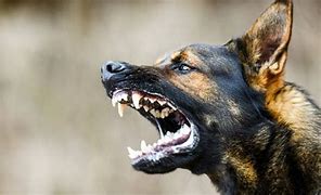 A/R: GHS calls for enhanced public sensitization following outbreak of rabies