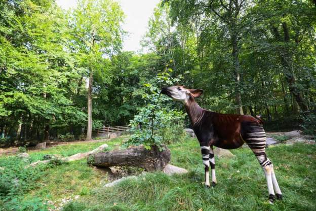 Gold mining threatening forest giraffes in DR Congo