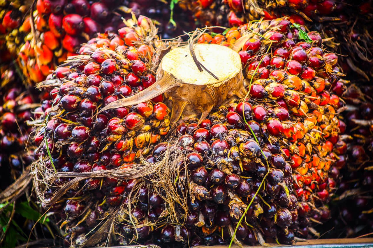 Oil Palm farmers feared collapse of business over galamsey activities