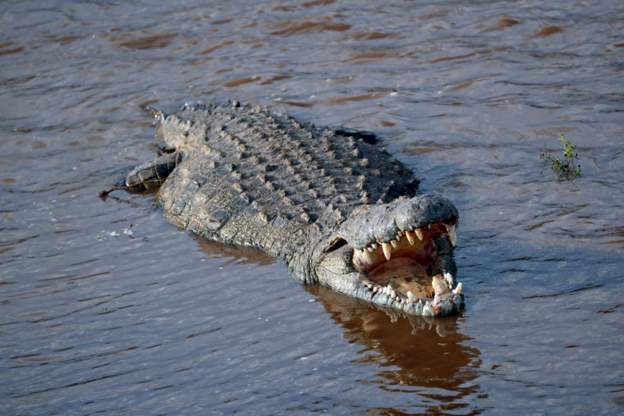 Africa’s second largest home of crocodiles dries up