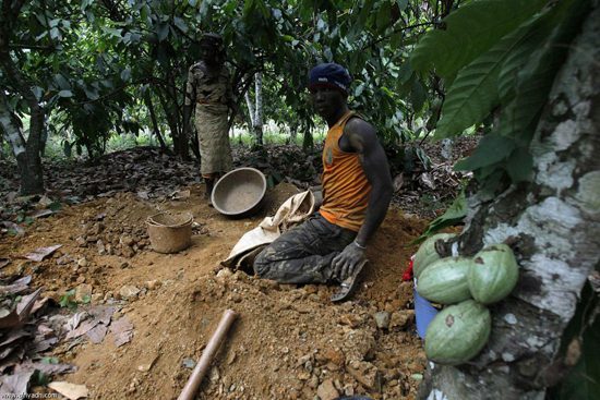 Punishments given to people who destroy cocoa farmlands not enough – Fiifi Boafo