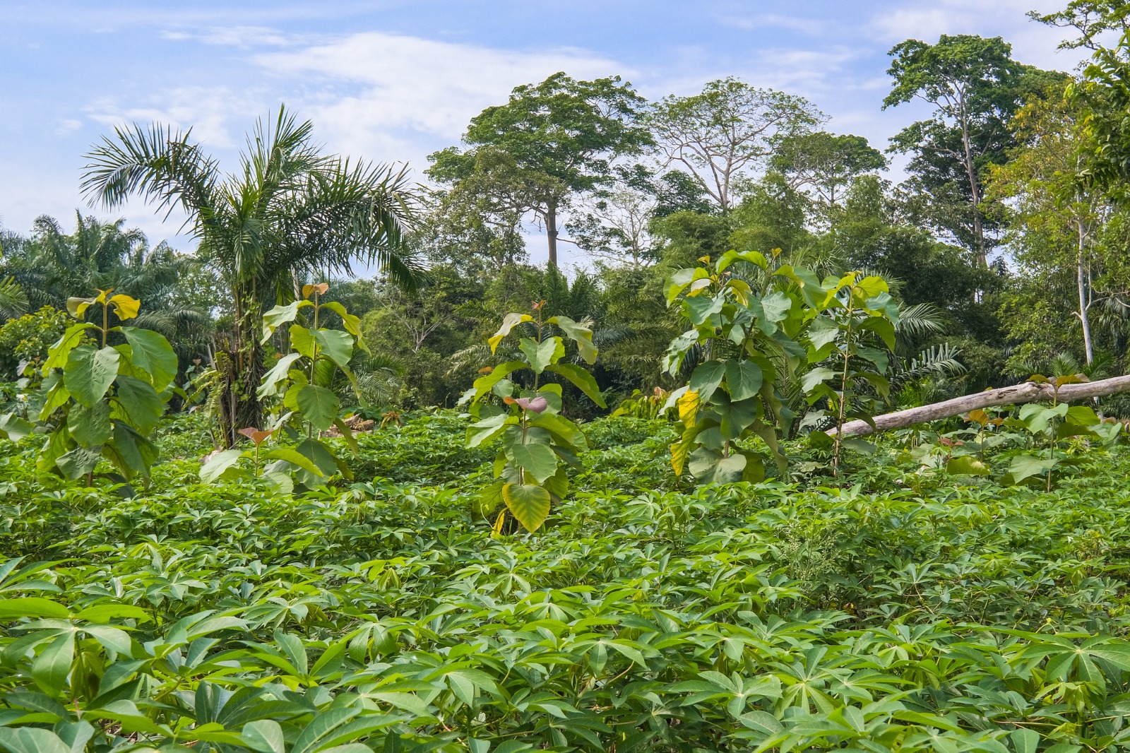 A Rocha Ghana calls for protection of Ghana’s green spaces, trees in urban areas