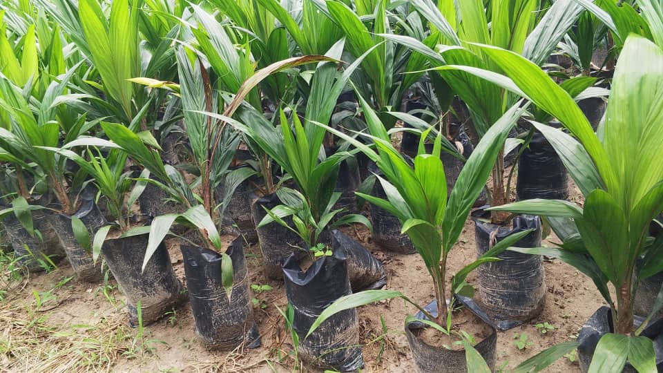 Gold Fields Foundation launches ECOPALMS GH to boost agribusiness