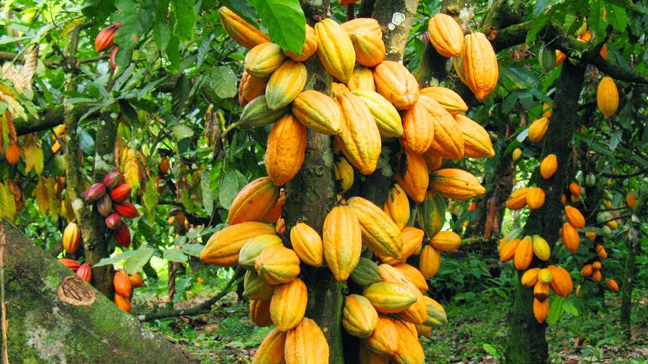 Gov’t announces 63% increase in producer price of cocoa
