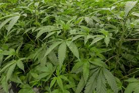 NACOC warns against unauthorized cannabis license process