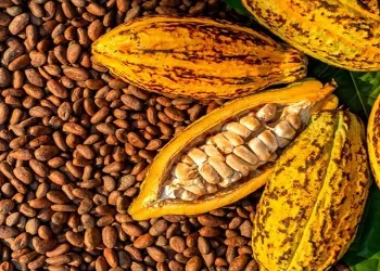 US rescinds 15% tariff on Ghanaian cocoa, boosting trade relations