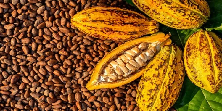 US rescinds 15% tariff on Ghanaian cocoa, boosting trade relations