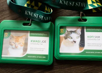 KNUST introduces identity cards for cats