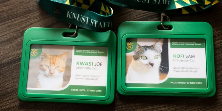 KNUST introduces identity cards for cats