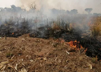 Zabzuku rice farmers seek help as wildfires threaten crops