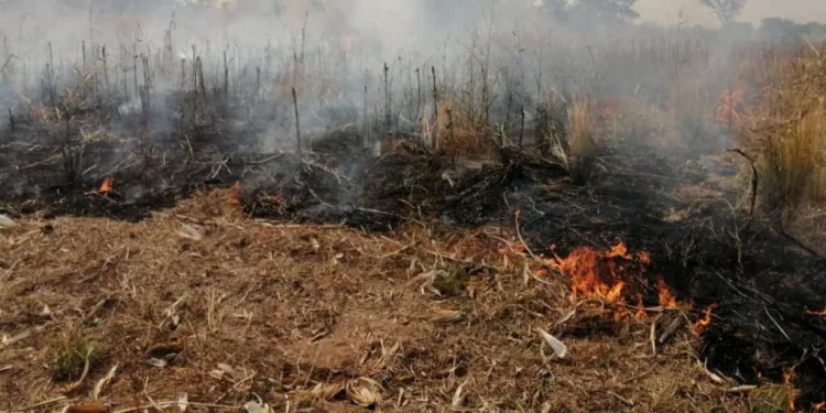 Zabzuku rice farmers seek help as wildfires threaten crops