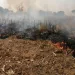 Zabzuku rice farmers seek help as wildfires threaten crops