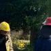 GNFS safely moves bee swarm at Okorase Nyarkroma
