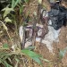 3 killed in foiled robbery on Anwiankwanta-Obuasi highway