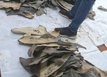 Forestry Commission seizes 3,967 dried sharks fin