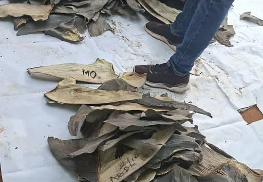 Forestry Commission seizes 3,967 dried sharks fin