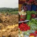 Georgina Appiah Amponsah: Galamsey: The enemy of Ghana’s agriculture