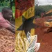 Galamsey for cocoa- The crying of the poor Ghanaian cocoa farmer!