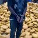 Oti Region: Police intercept truck concealing 4,000 parcels of suspected narcotics