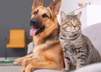 A/R: Residents kick against calls to ban cat and dog meat consumption