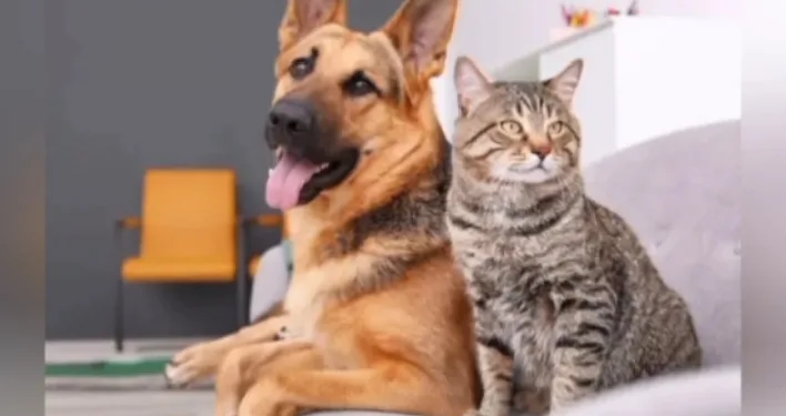 A/R: Residents kick against calls to ban cat and dog meat consumption