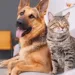 A/R: Residents kick against calls to ban cat and dog meat consumption