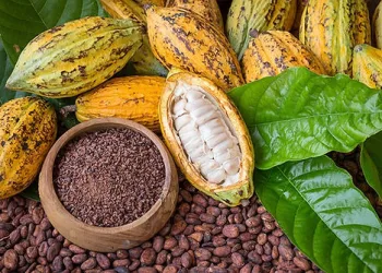 Gov’t must scale up Ghana’s cocoa processing to next level – Concerned Farmers